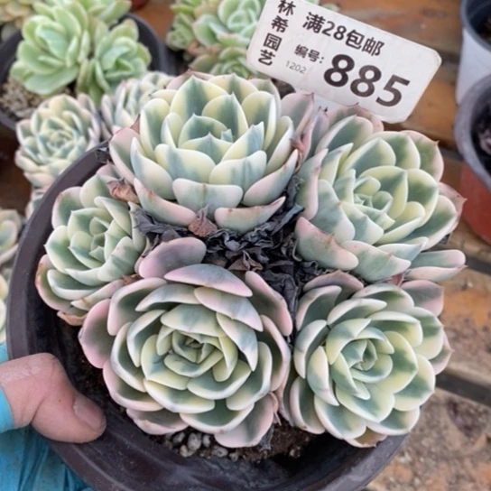 885一一一一一一一一一