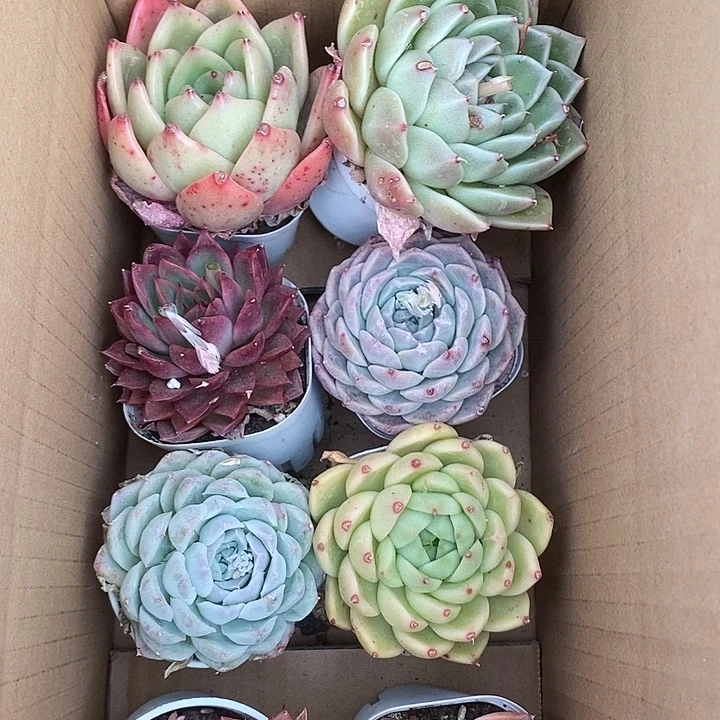 9.9八棵福利捡漏带盆土包邮