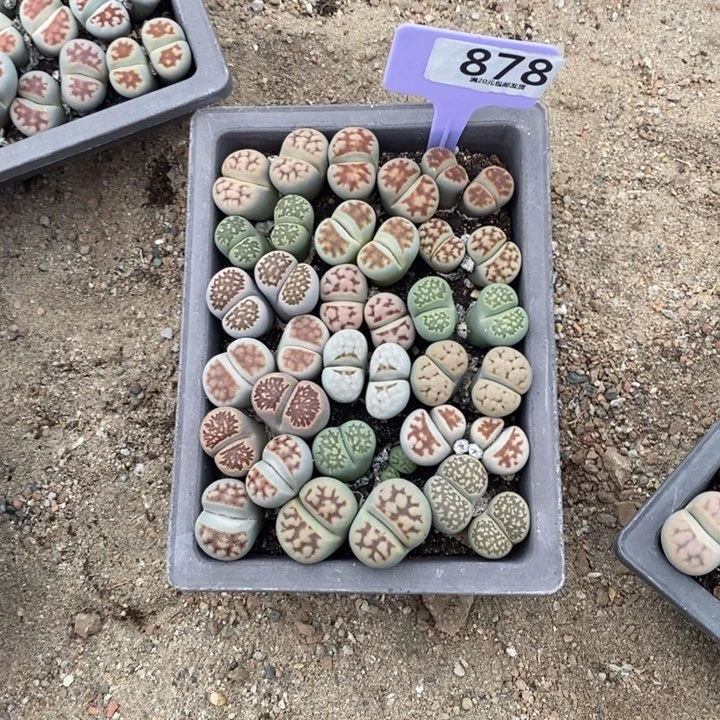 ****特生石花等植物的生长878