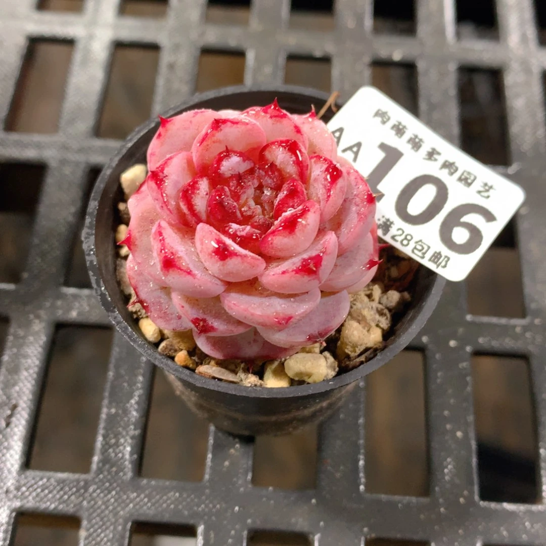 肉萌萌拇指盆精控多肉AA106