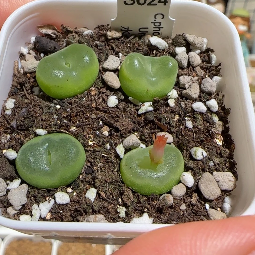 肉锥多肉植物组合-水晶鞋一盆792