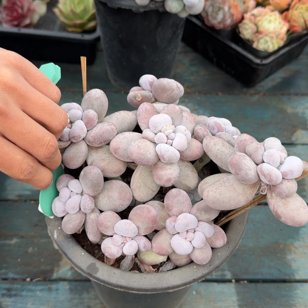 从前慢多肉编号1118-33