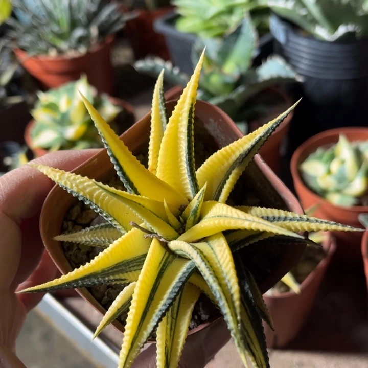 胡*娜琉璃殿锦一物一拍自根