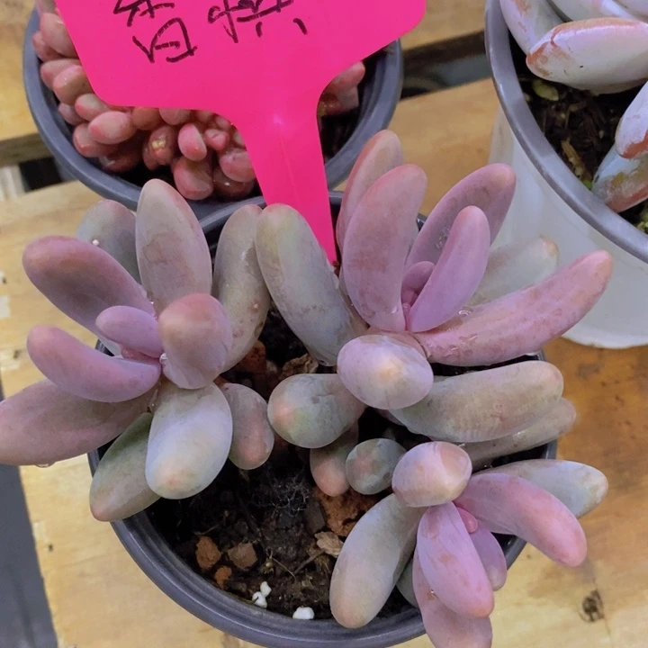 梨****奶开心多肉植物多肉