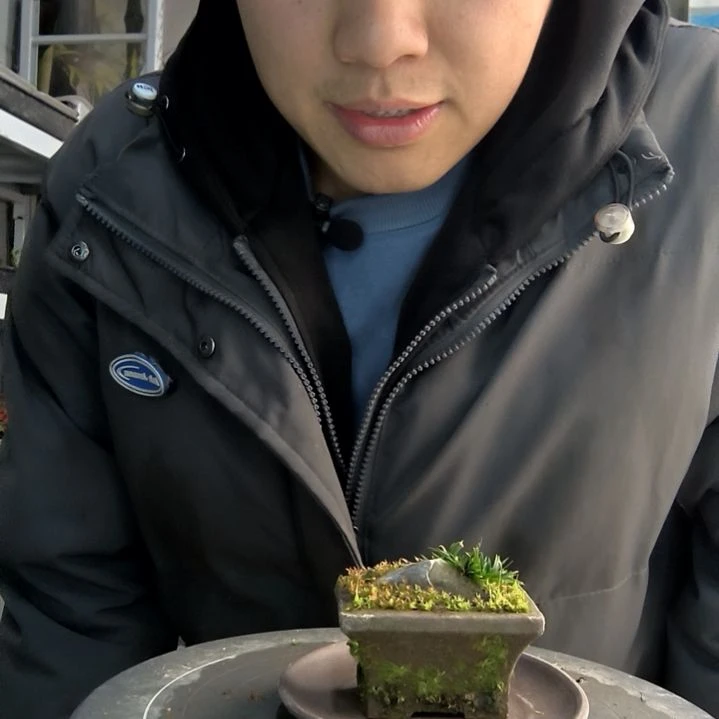 精****?小盆景小植物一物一拍91