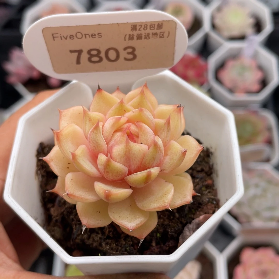 苯巴蒂斯7803-4.5厘米