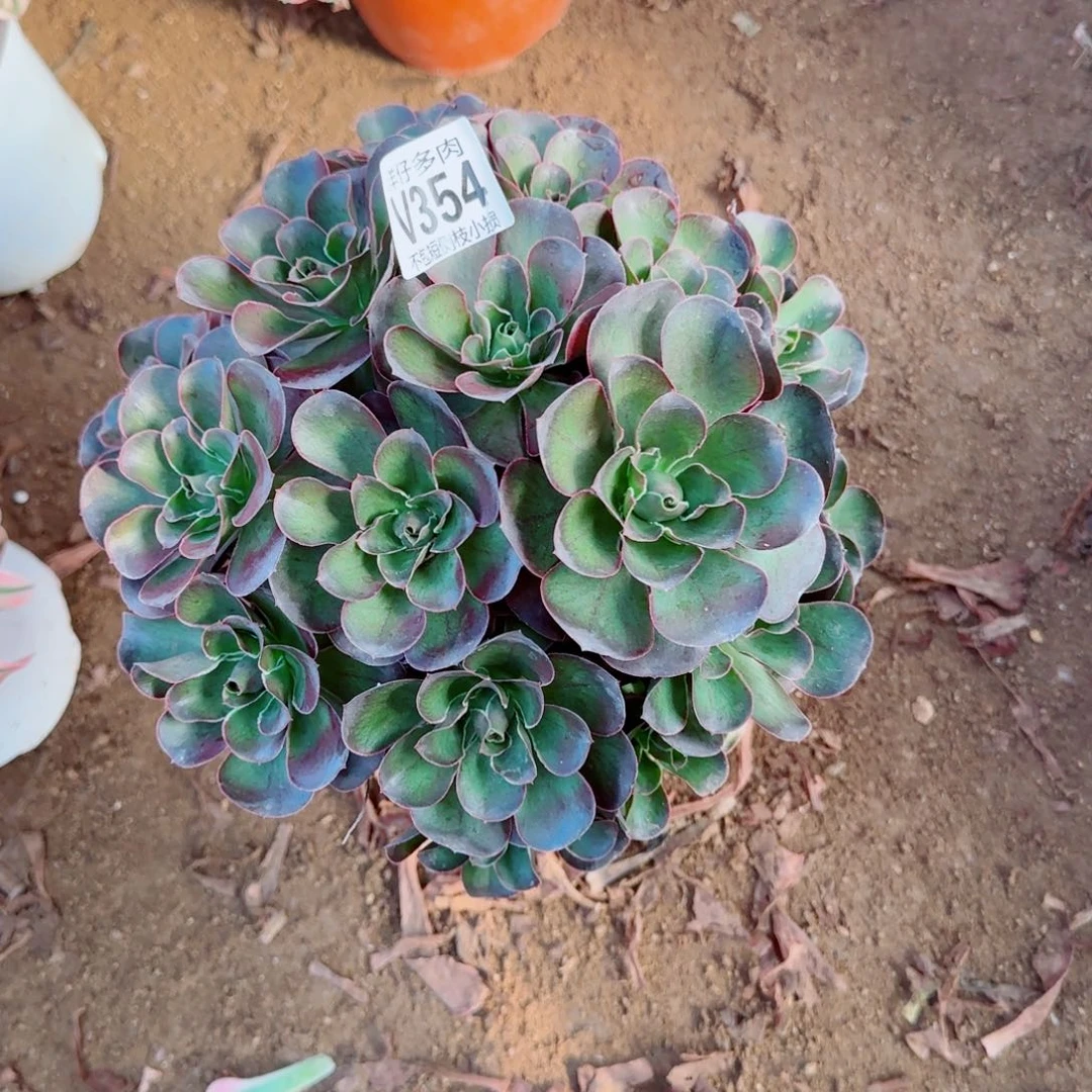 魅金玫瑰发师354冠幅20