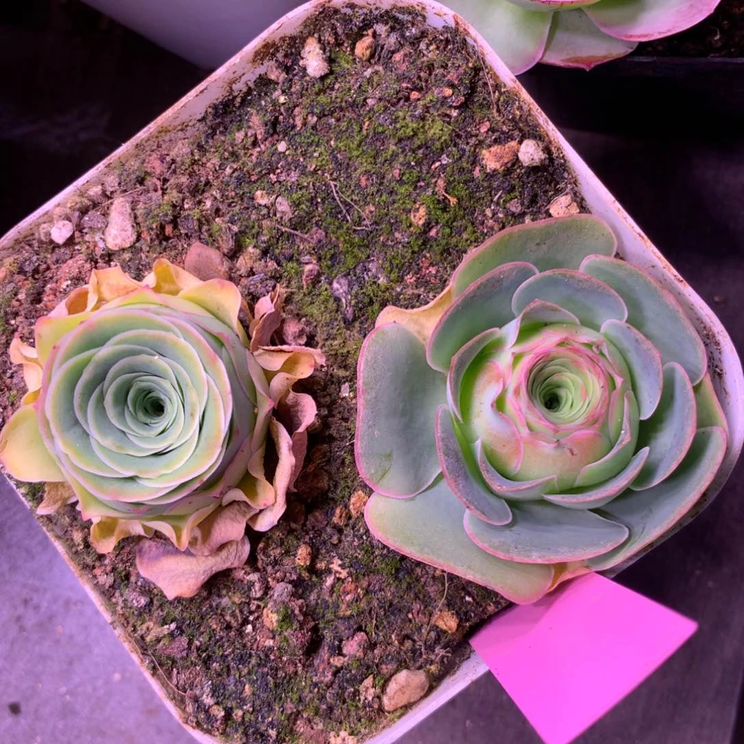 一物一拍整盆福利669