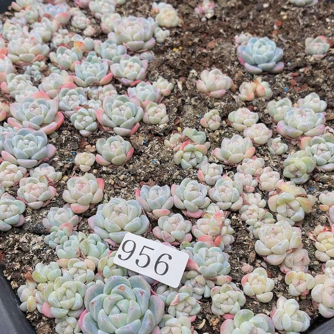 R****g多肉植物多肉植物956