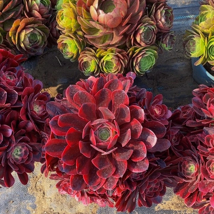 美杜莎➕花月夜多肉1颗