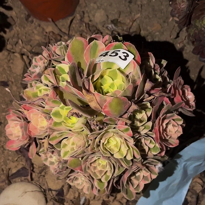 453妖月多肉植物不售后