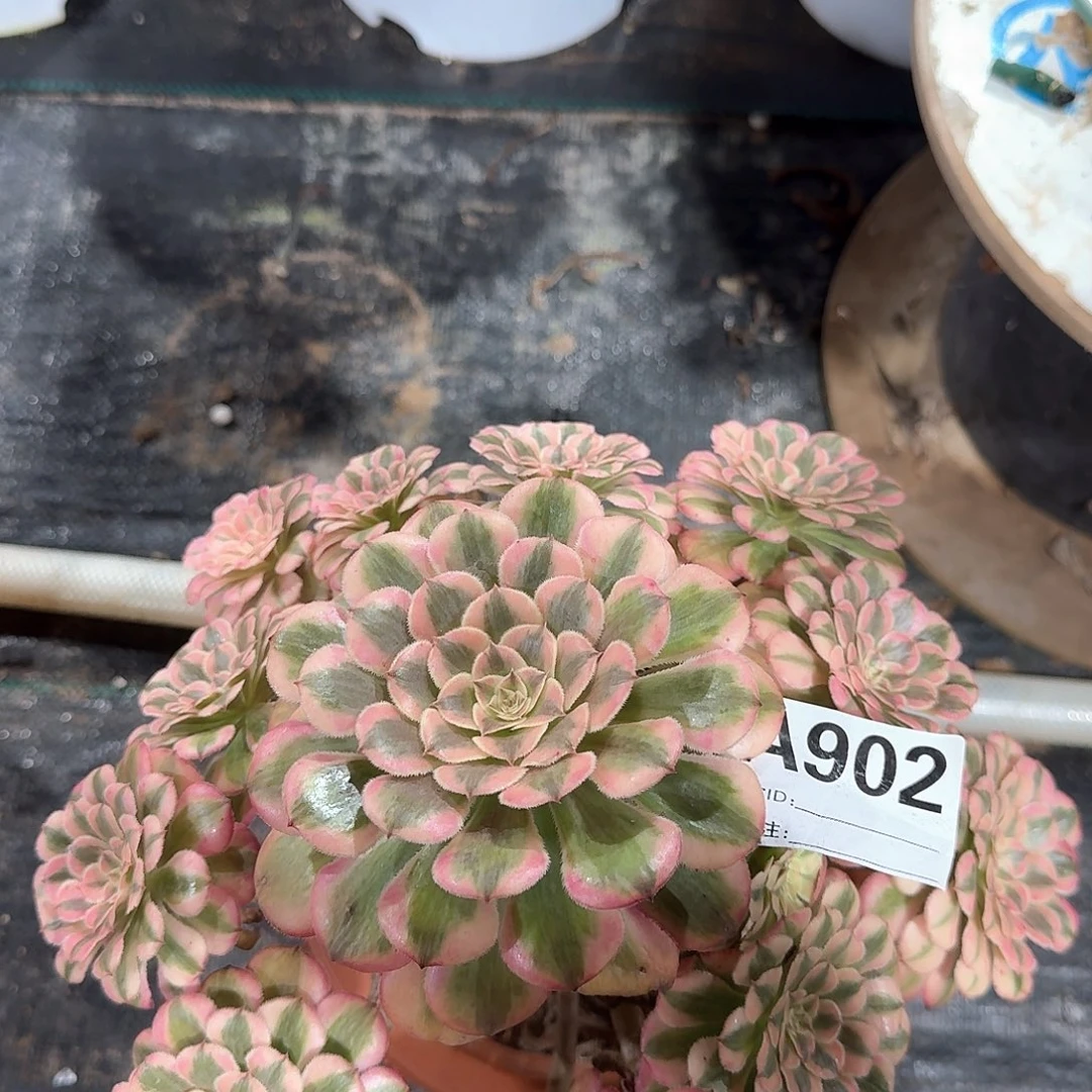 粉铜多肉法师aaa902