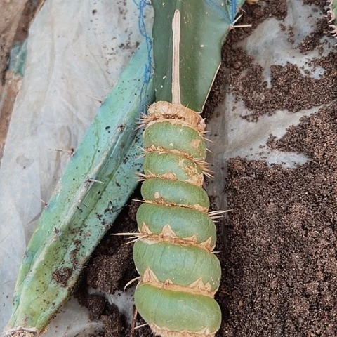 陪***月609仙人球的比赛中获得