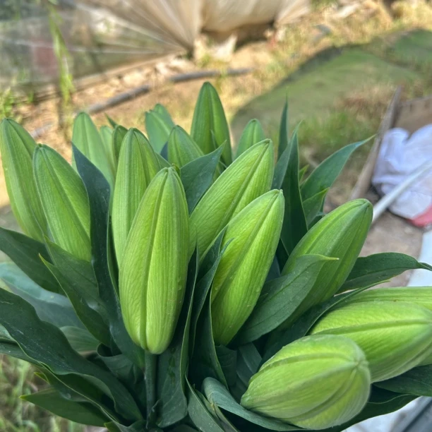 黄天霸大花瓣香水百合云南昆明斗南发货