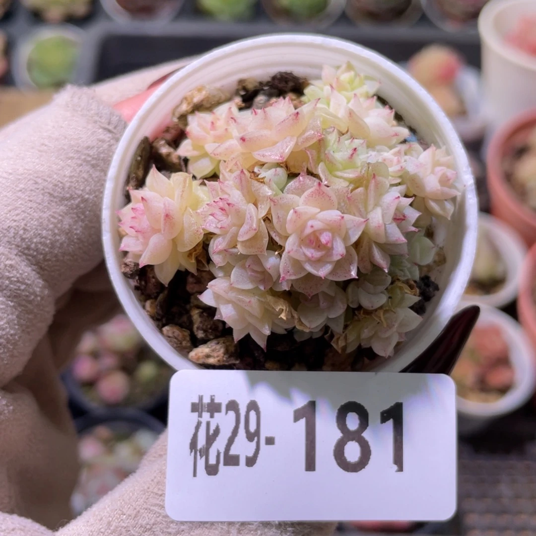 花利美29-181麦秆群