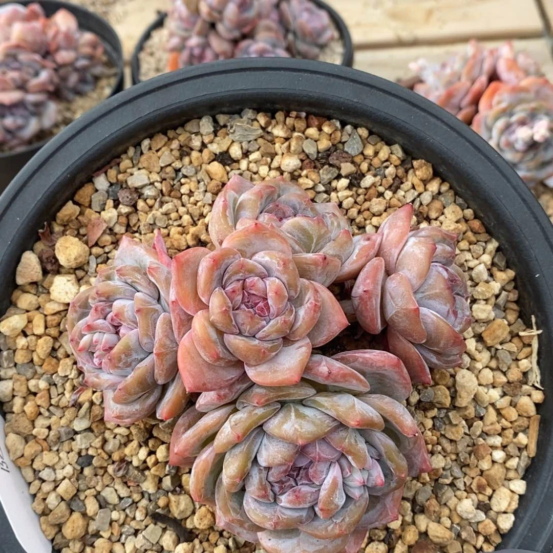 五头脸朝上小美肥