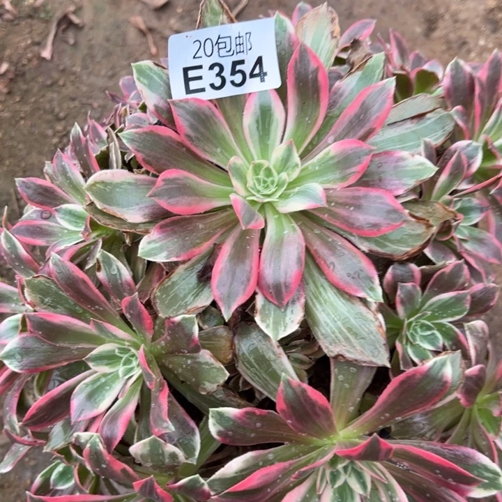 多肉植物354种植物