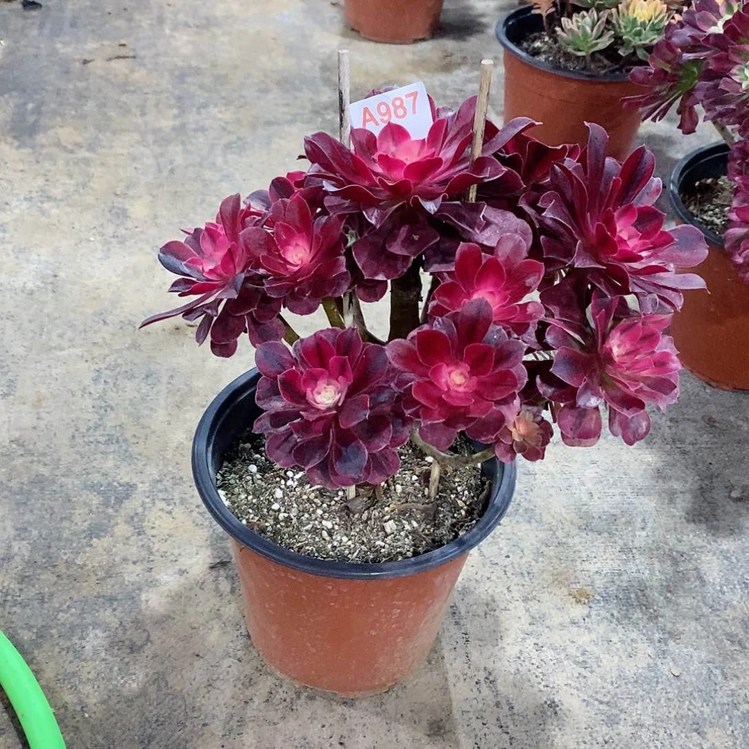 美杜莎987多肉法师