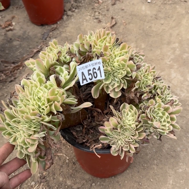女巫缀……多肉植物……