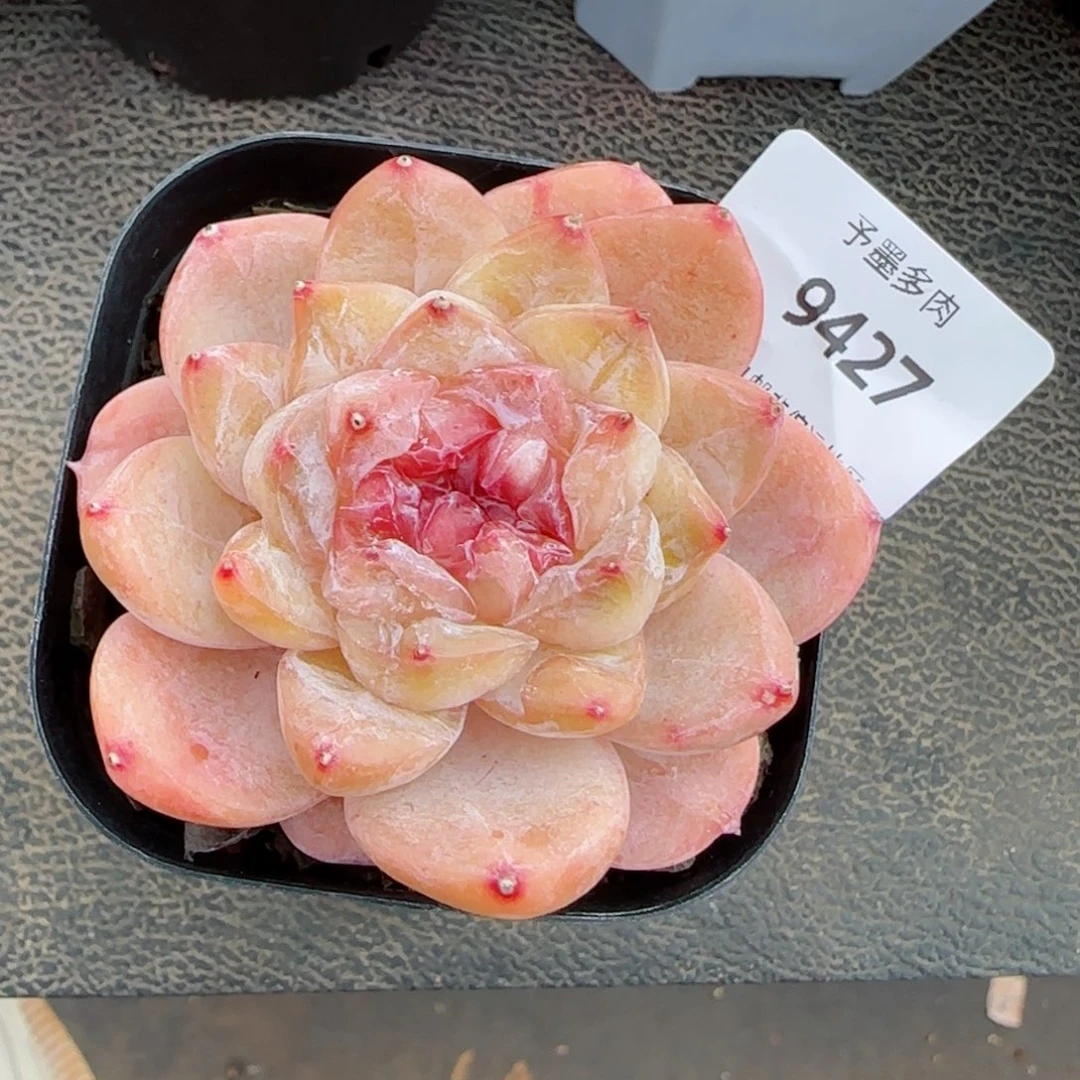 开播福利，9427多肉植物