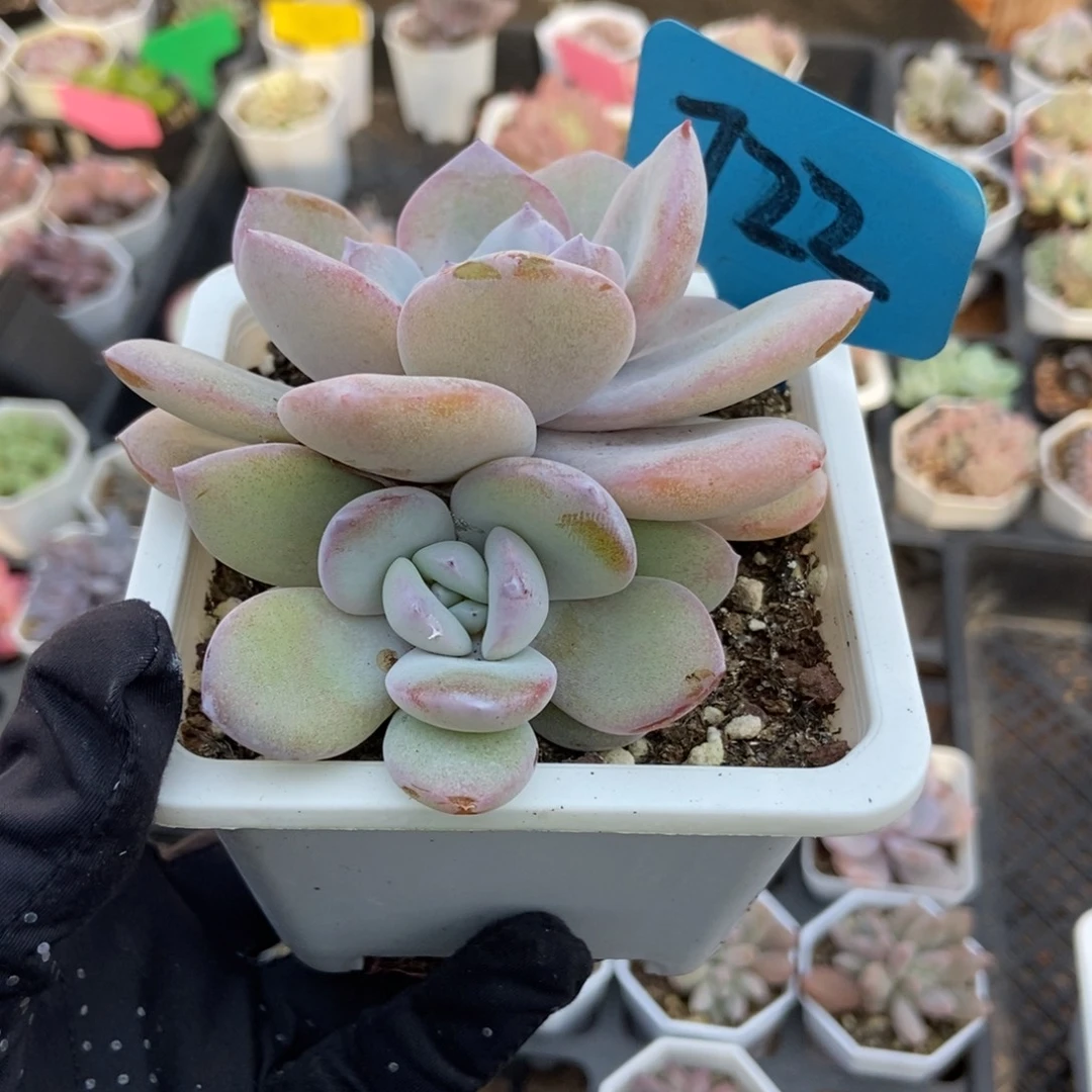 722奶茶多肉植物多肉