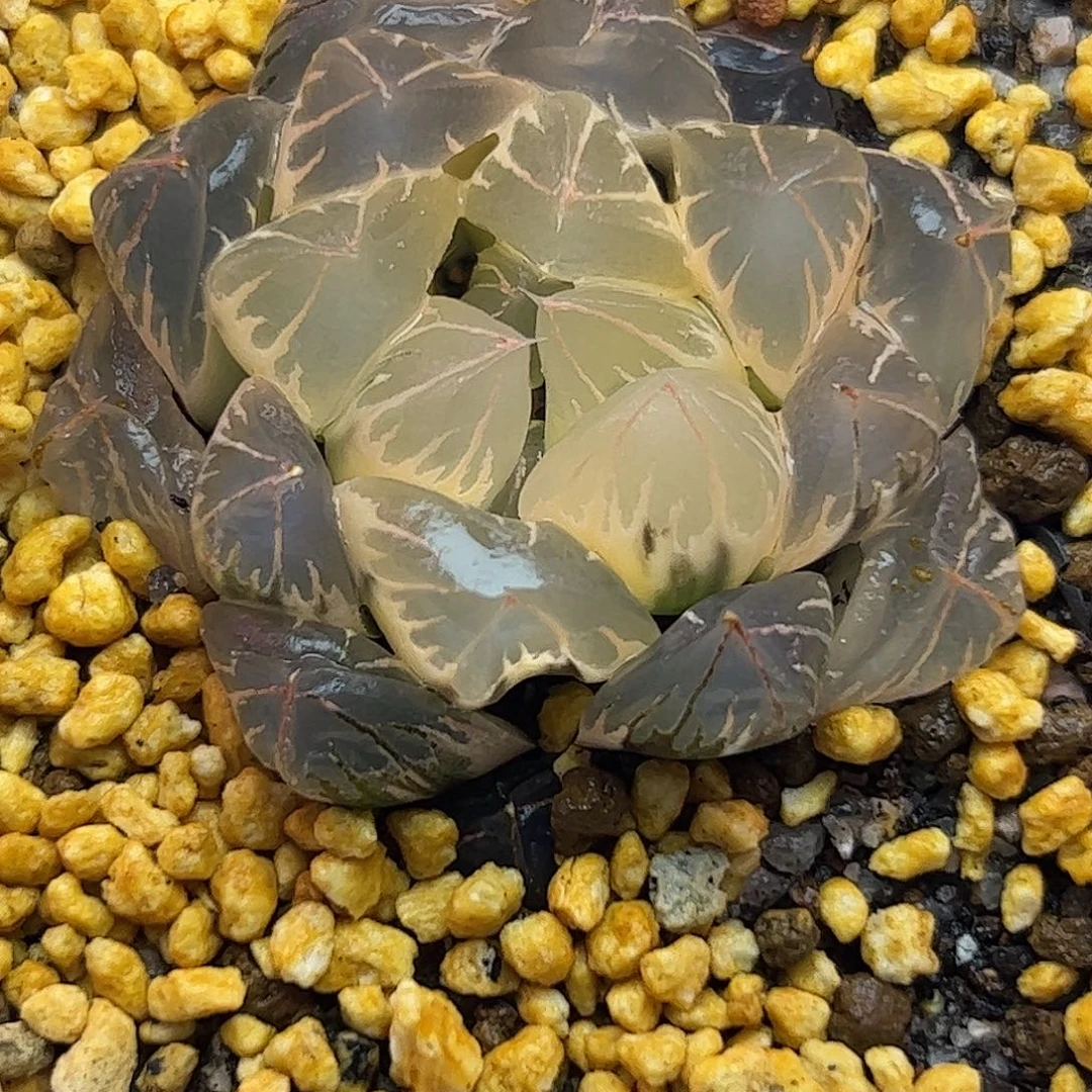 糊斑北极之光锦十二