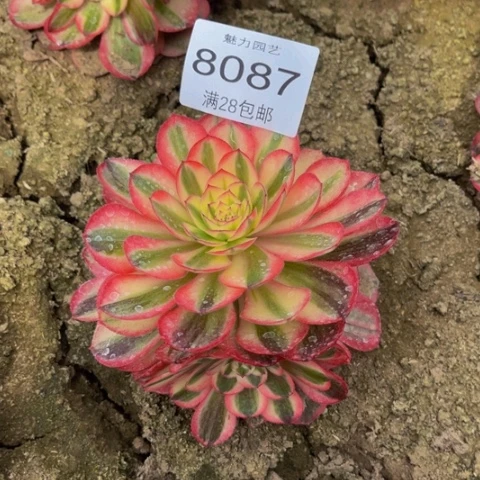 荔枝多肉多肉8087