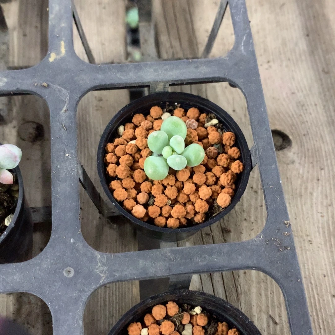 萤火虫奶酪多肉萤火虫奶酪