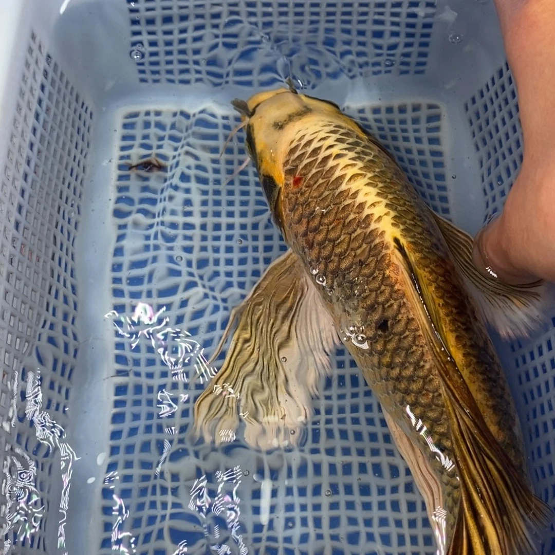 锦鲤冷水锦鲤包邮