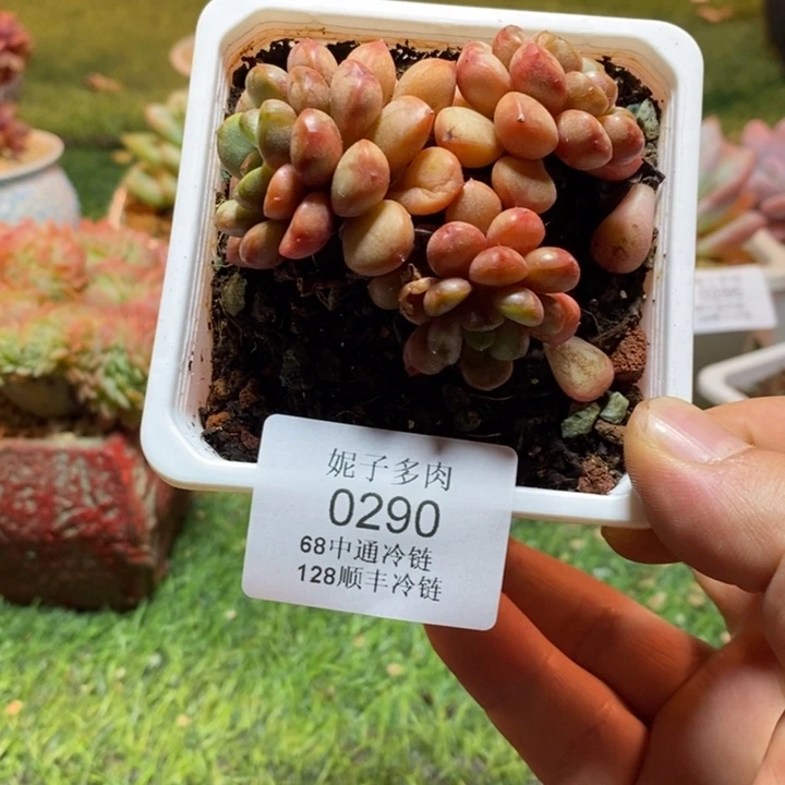 0290啊啊啊啊啊啊啊啊啊