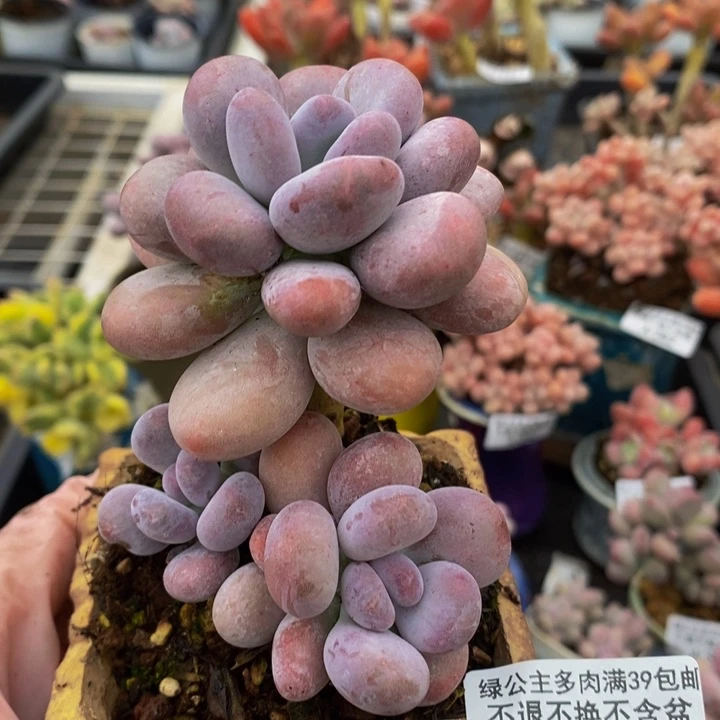 水光针奶酪6cm346多肉植物