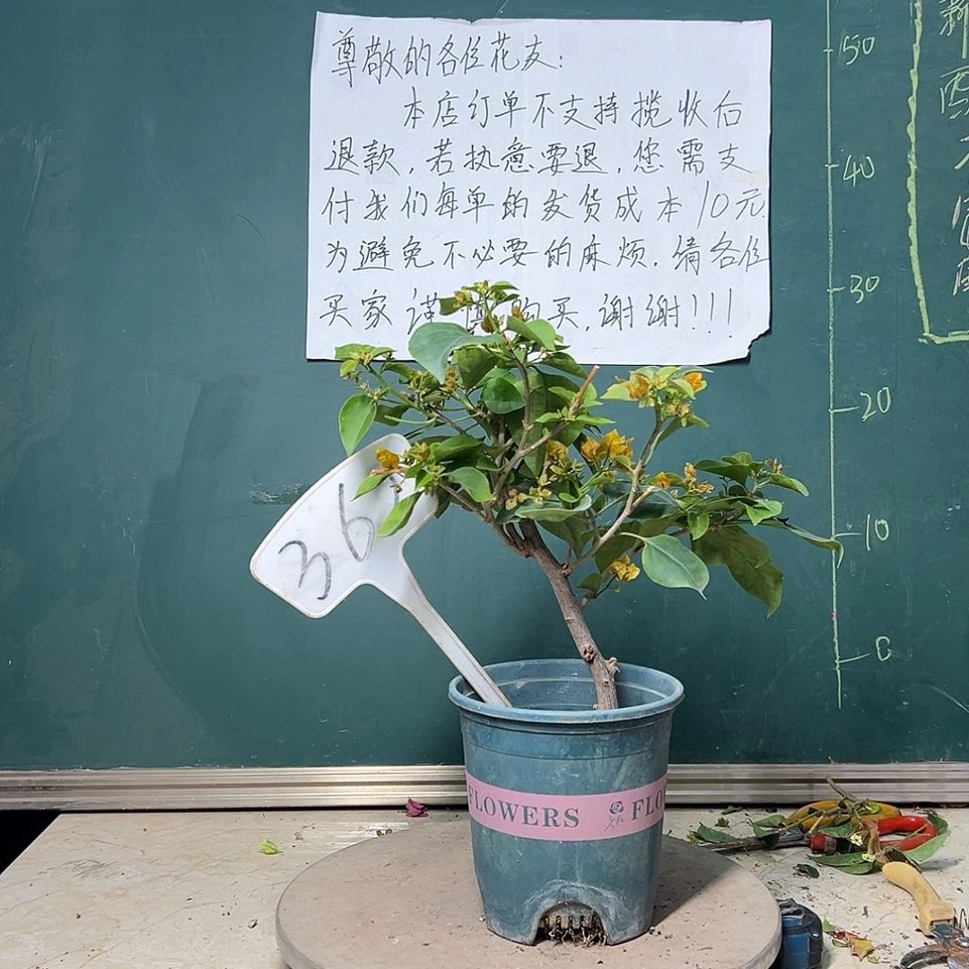 完全开放    柠檬黄362