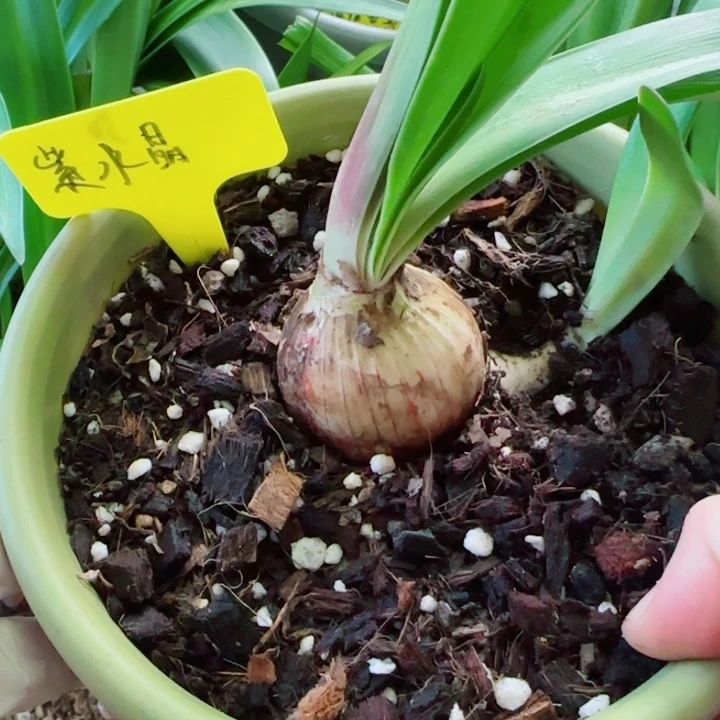 无花朵紫水晶4.5大哥1侧