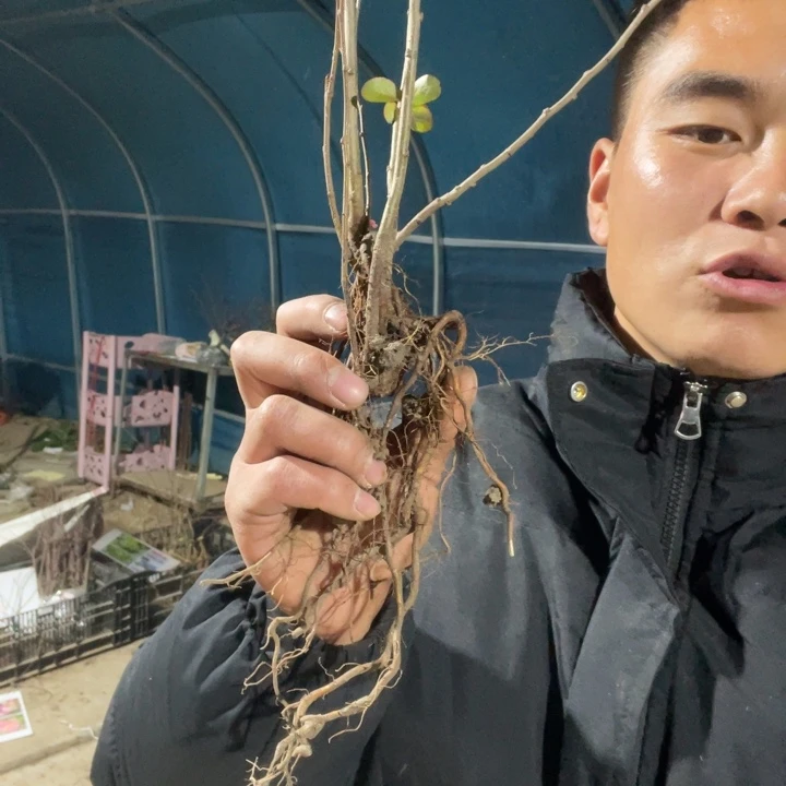 凌之舞海棠花一颗苗