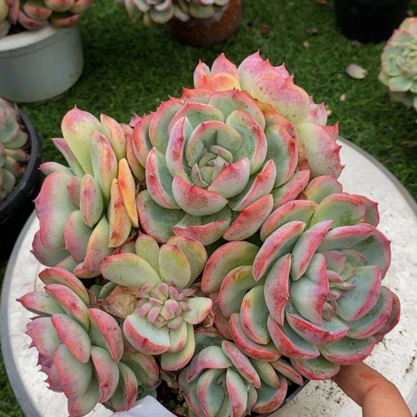 【闪购商品】甜**子多肉植物的