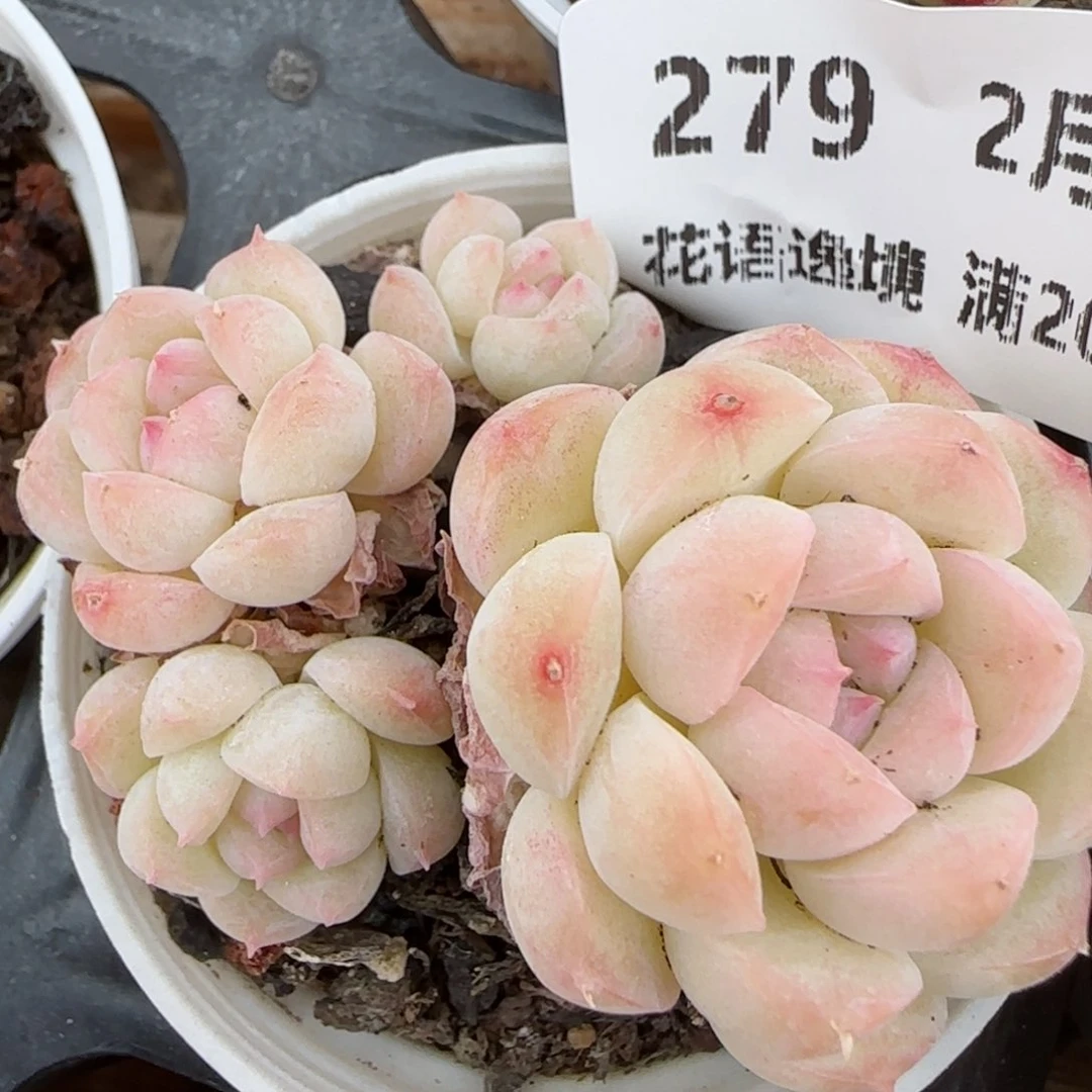 花语逸境0213-279