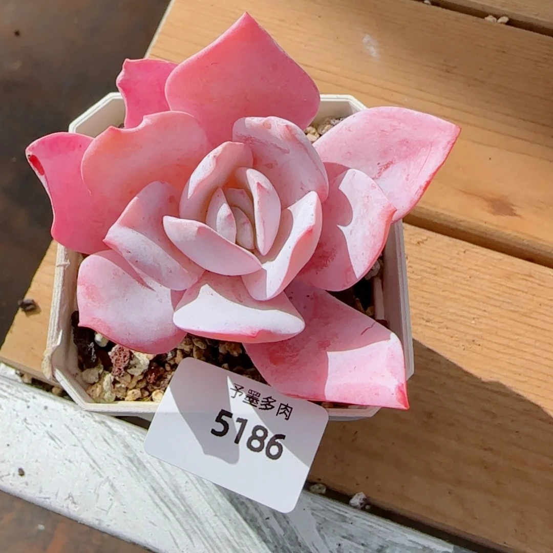 仙子，5186多肉植物