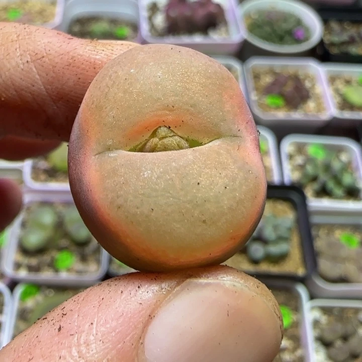 2.3漂亮多肉植物240