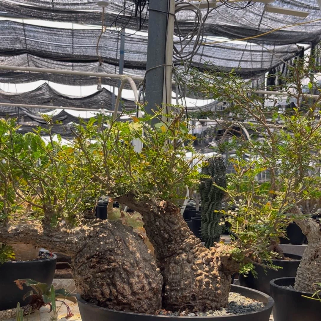 产地象足漆树双头 熟桩杨定实生xmmmmm