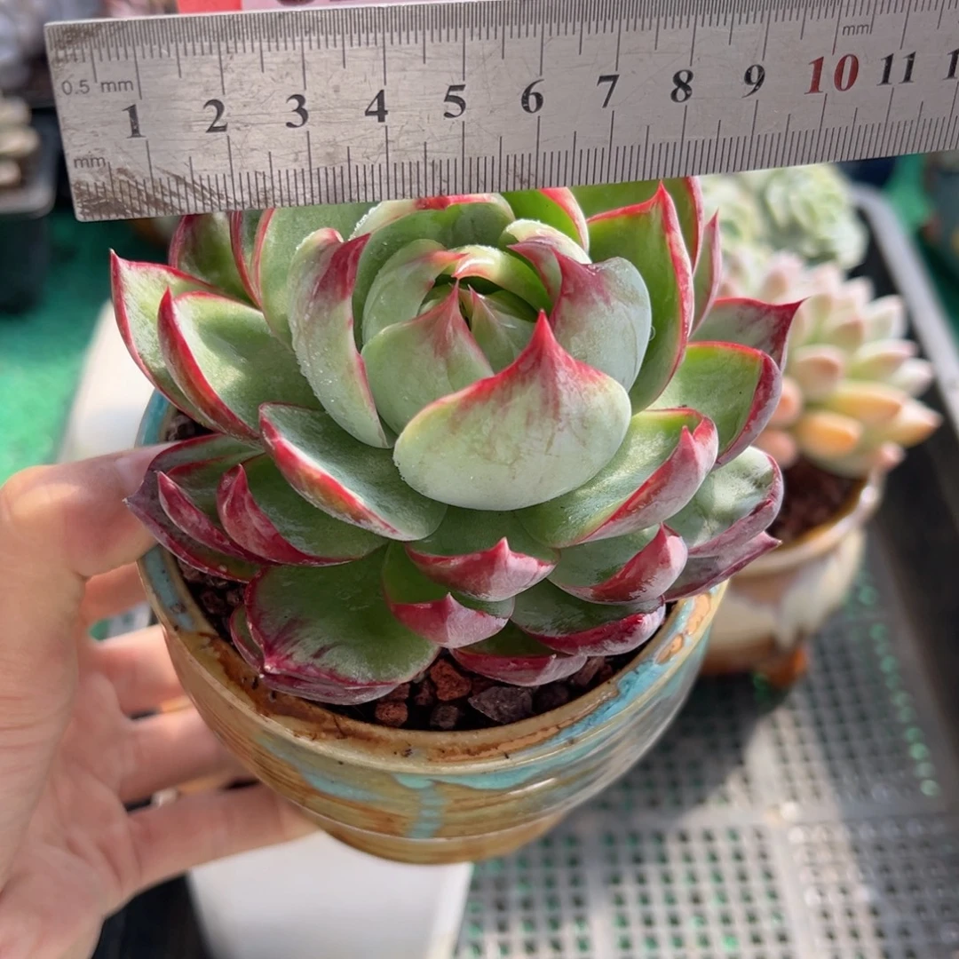 表妹精品多肉植物020.