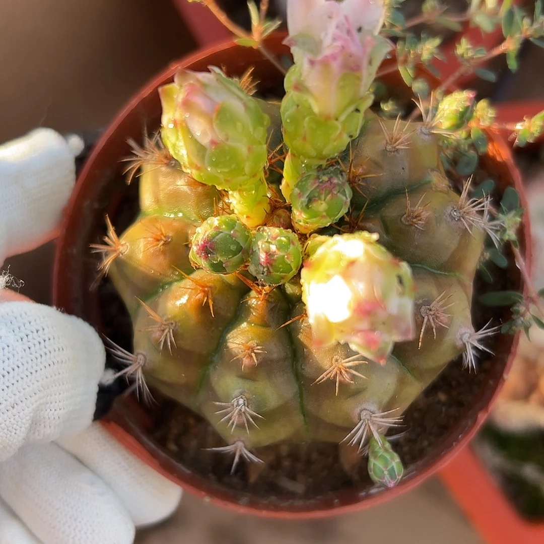 牡丹球儿诺咯摸摸哦哦哦