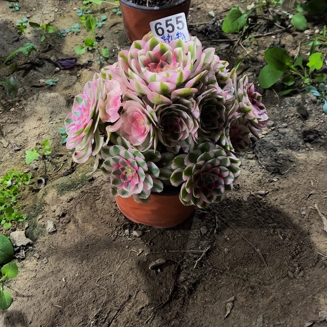 @****倾城一物一拍655