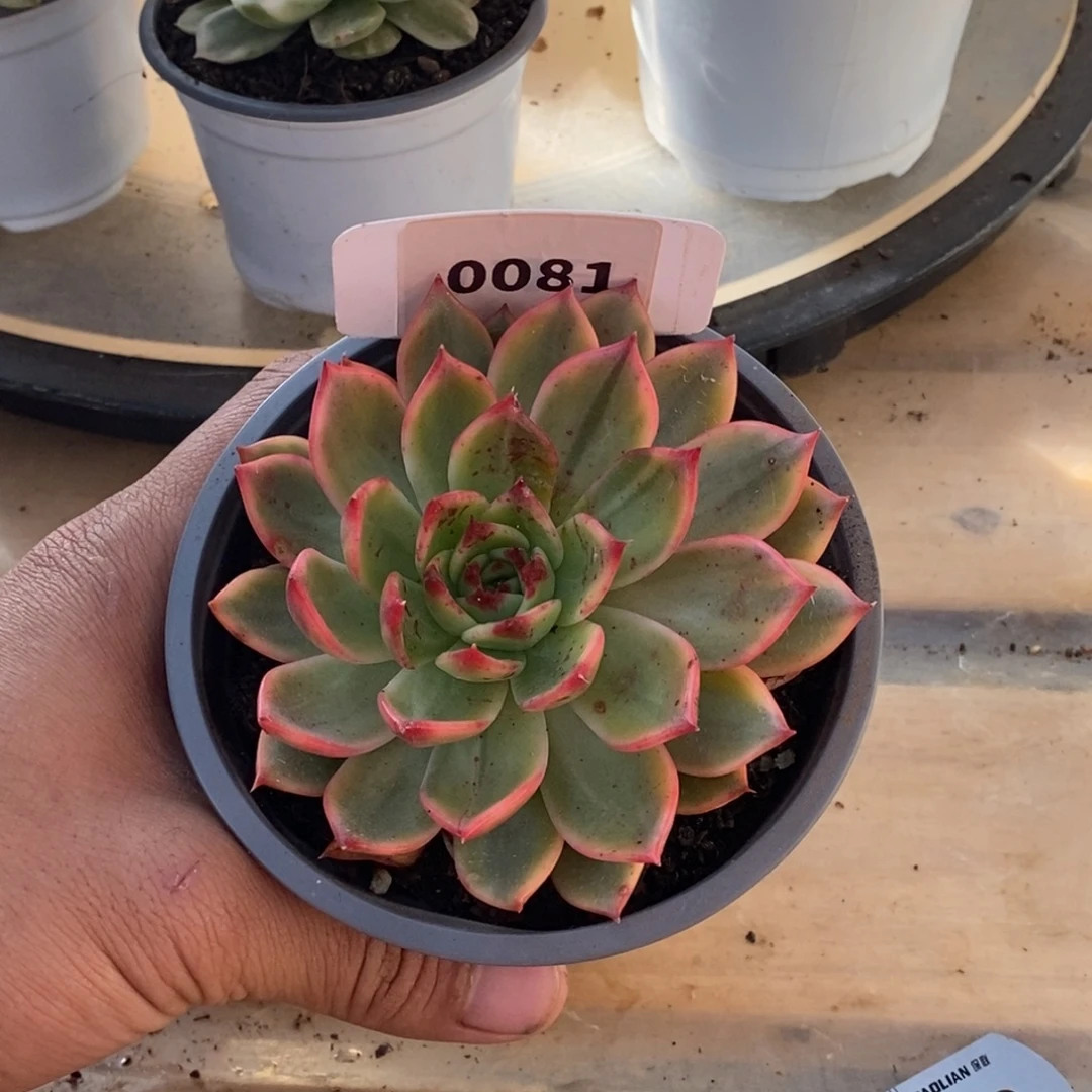 081桃花哈哈哈哈哈