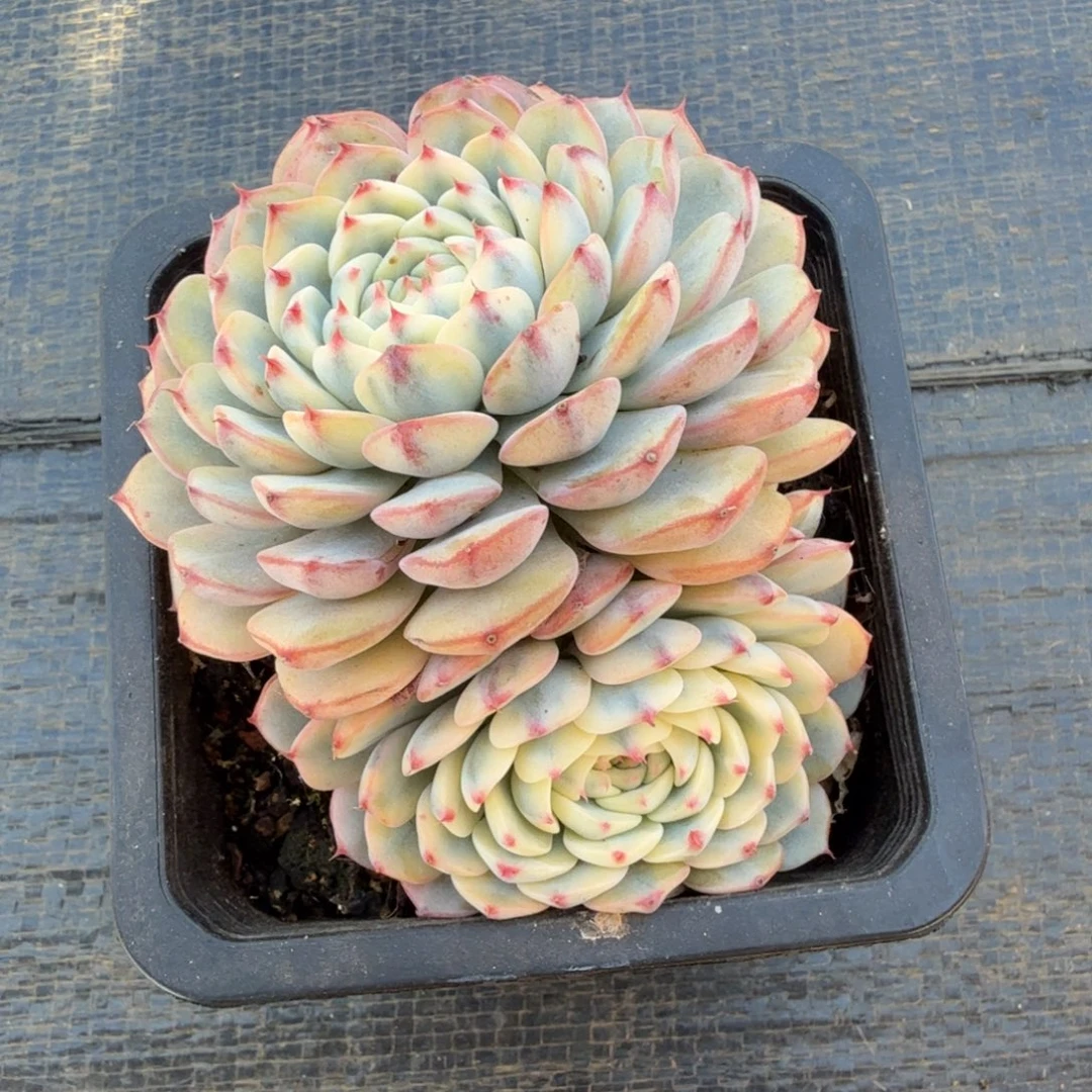 姬莲锦小老桩精控