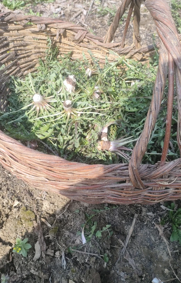 新鲜蒲公英婆婆丁山野菜纯天然可泡茶可做菜春季美味