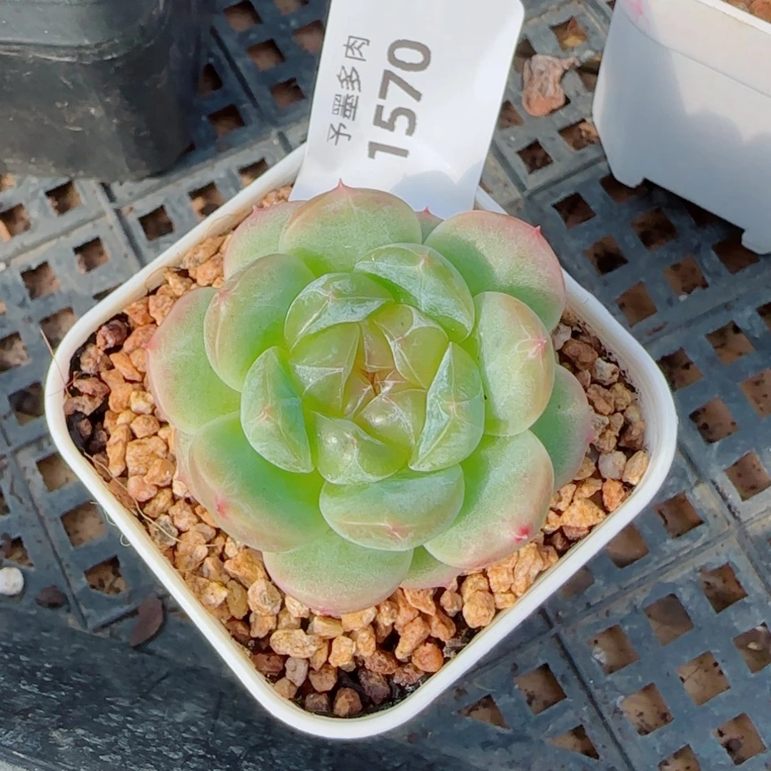 冷翠，1570多肉植物