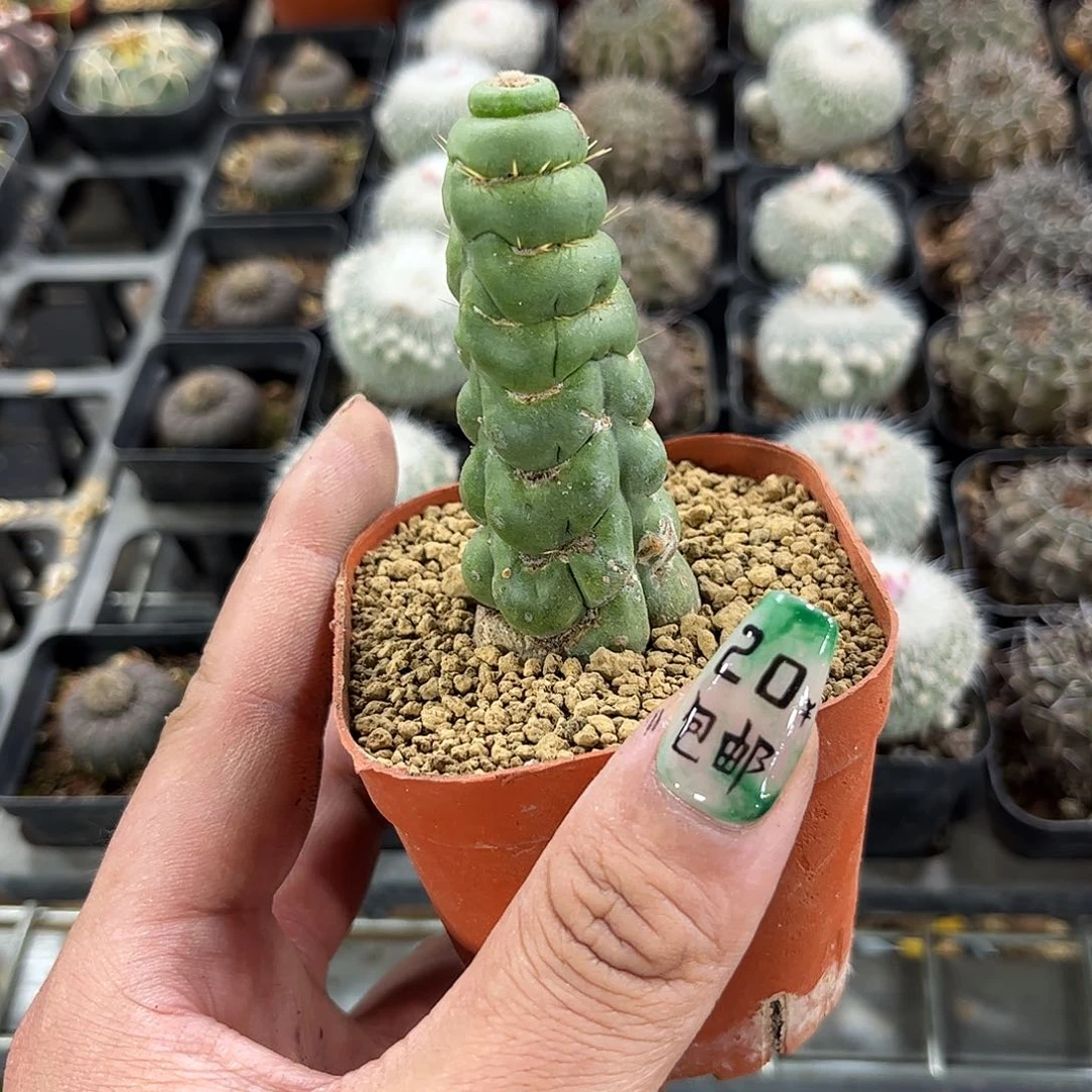 就这个死样子单头发货