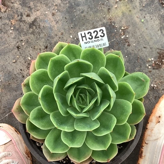 凤杂大单头323 全场亏本处理退款拉黑7/8天发货