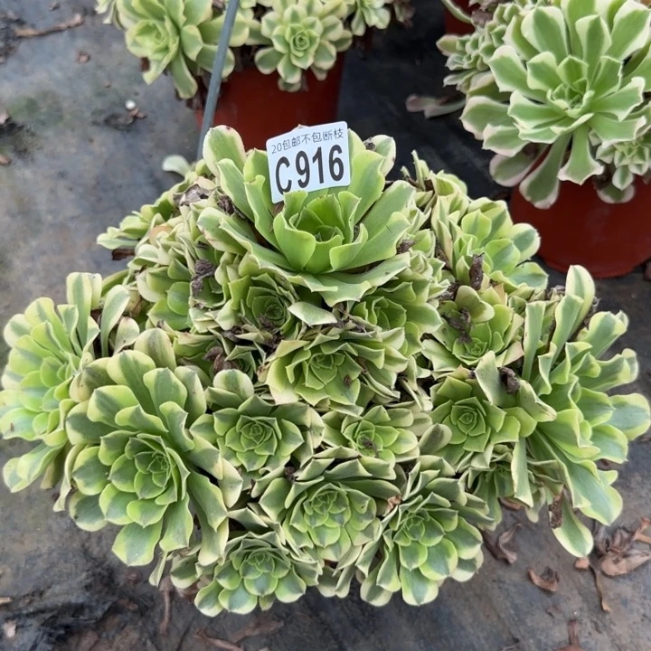 绿豆沙……多肉植物……