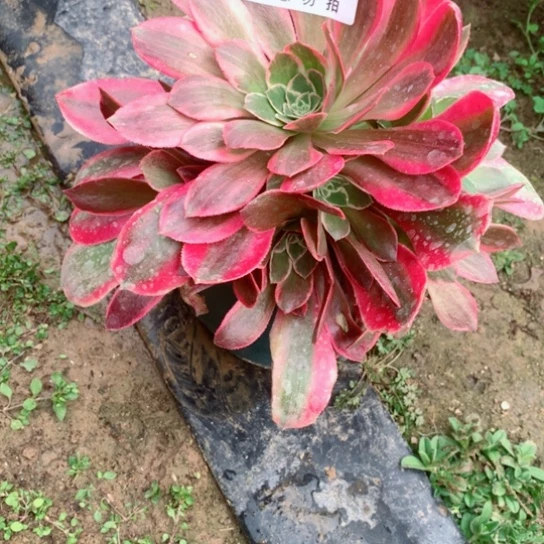 多肉植物女妖910